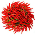 vegetable hybrid F1green bulk up chaotianjiao  hot pepper chilli seeds(21001)